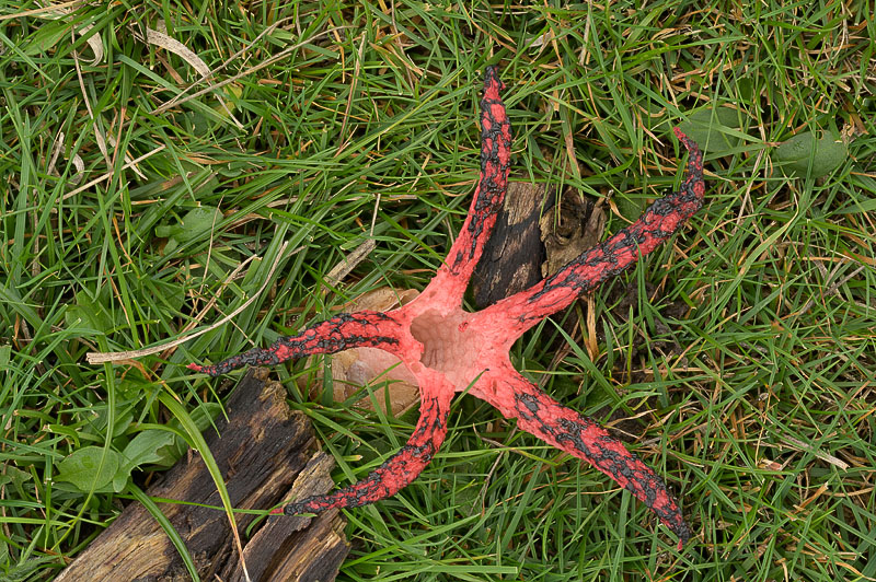 Clathrus archeri
